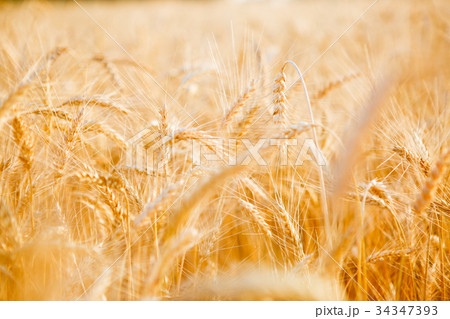 Picture of ripe rye field Picture of ripe rye field 34347393