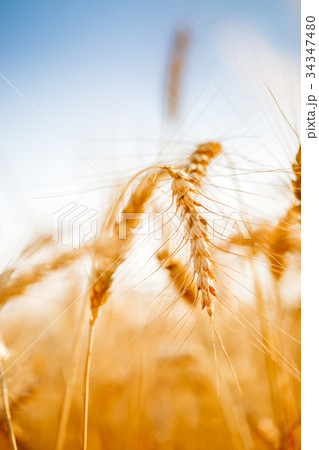 Photo of ripe wheat spike in field Photo of ripe wheat spike in field 34347480