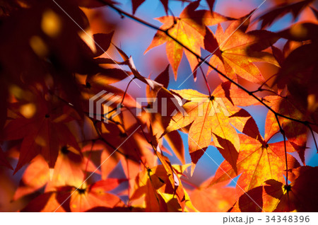 Yellow to red leaves on branch of maple in autumn Yellow to red leaves on branch of maple in autumn 34348396