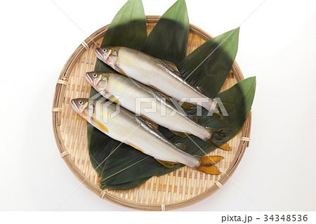 鮎 鮎 34348536