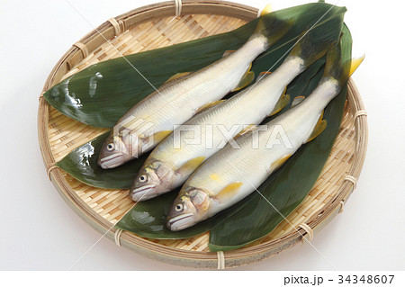 鮎 34348607