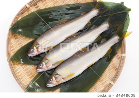 鮎 34348609