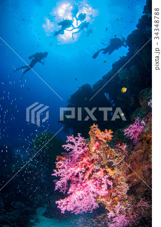 Underwater coral with bright color fish 34348788
