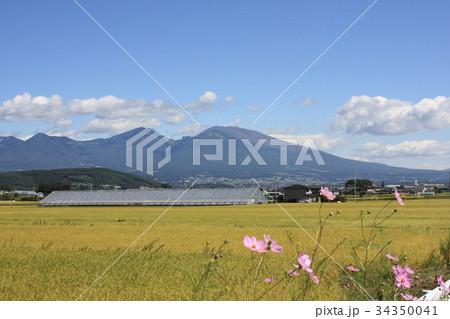 五郎兵衛米の穂場と浅間山 34350041