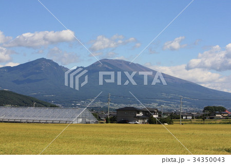 五郎兵衛米の穂場と浅間山 五郎兵衛米の穂場と浅間山 34350043