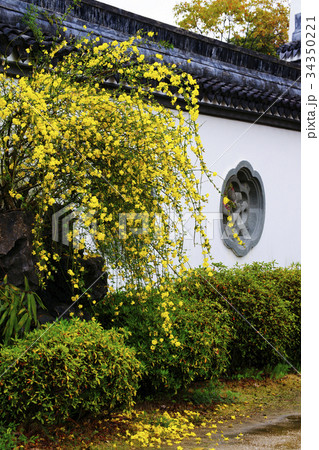 雲南黄梅 34350221