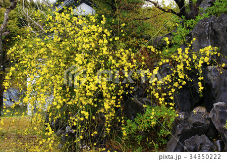 雲南黄梅 34350222