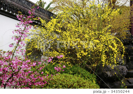 雲南黄梅 34350244