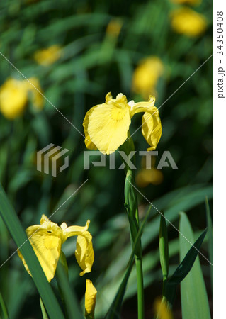 黄菖蒲 キショウブ 花言葉は 信じる者の幸福 の写真素材