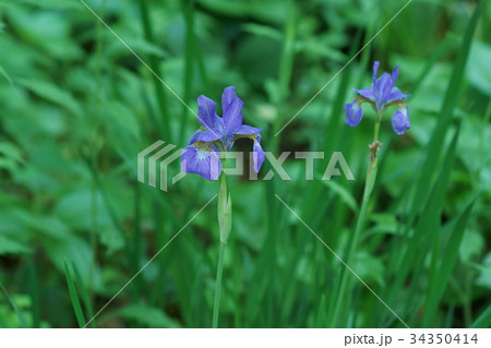 三寸菖蒲　サンズンアヤメ　花言葉は「神秘的な人」 34350414