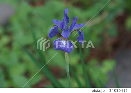 三寸菖蒲 サンズンアヤメ 花言葉は 神秘的な人 の写真素材
