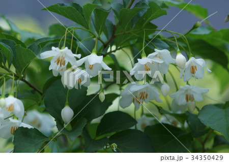エゴノキ 別名 轆轤木(ろくろぎ) 花言葉は「壮大」 エゴノキ 別名 轆轤木(ろくろぎ) 花言葉は「壮大」 34350429