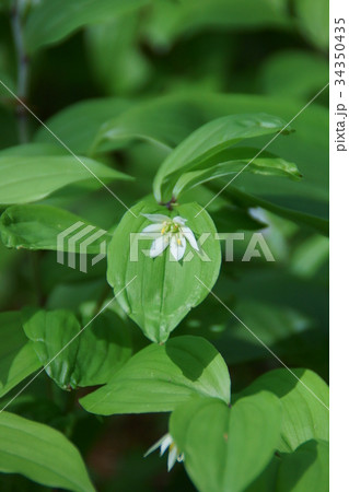 稚児百合　チゴユリ　花言葉は「純潔」 34350435