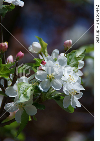 姫林檎 花言葉は 永久の幸せ の写真素材