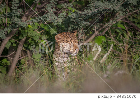 Leopard sitting in the bushes. 34351070