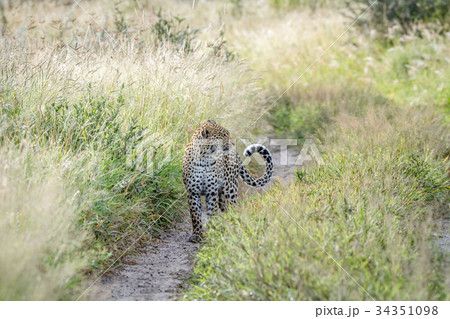 Leopard standing and observing. Leopard standing and observing. 34351098