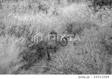 Leopard standing and observing. Leopard standing and observing. 34351099