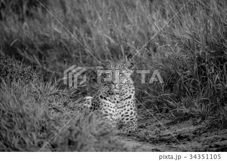 Leopard stalking towards the camera. Leopard stalking towards the camera. 34351105