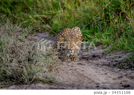 Leopard stalking towards the camera. Leopard stalking towards the camera. 34351106