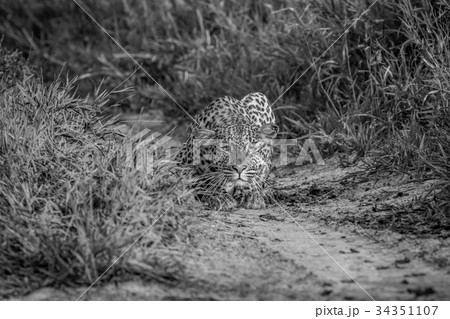 Leopard stalking towards the camera. Leopard stalking towards the camera. 34351107