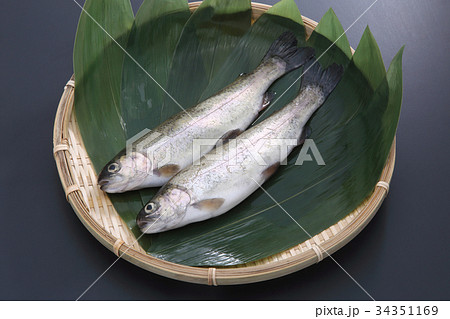 ニジマス 34351169