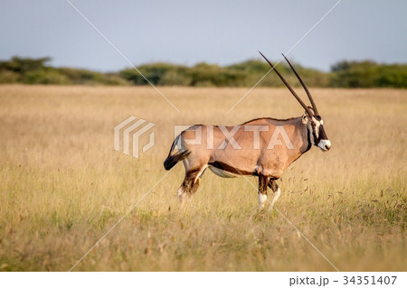 Gemsbok standing in the grass. Gemsbok standing in the grass. 34351407