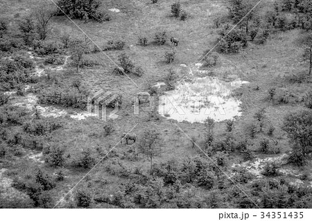 Aerial view of a herd of Elephants. 34351435