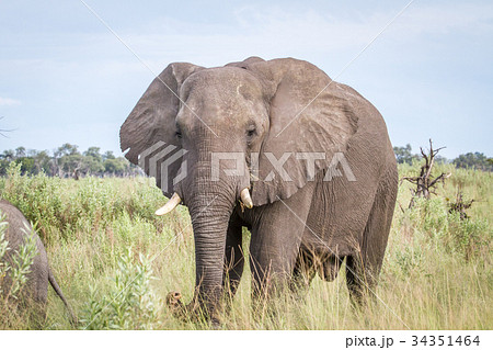 Elephant starring at the camera. Elephant starring at the camera. 34351464