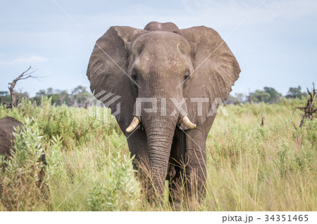 Elephant starring at the camera. Elephant starring at the camera. 34351465