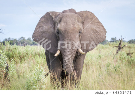 Elephant starring at the camera. 34351471
