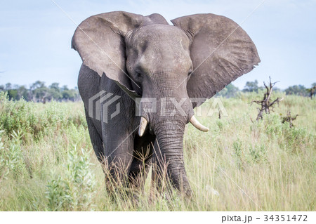 Elephant starring at the camera. 34351472