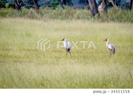 Two Wattled cranes standing in the grass. 34351558