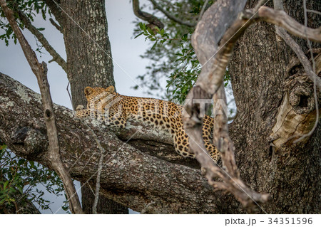 Leopard laying down on a branch. Leopard laying down on a branch. 34351596