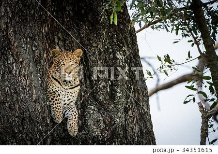 Leopard peeking out of a hole in a tree. 34351615