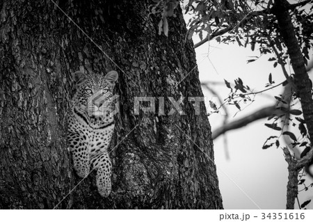 Leopard peeking out of a hole in a tree. Leopard peeking out of a hole in a tree. 34351616