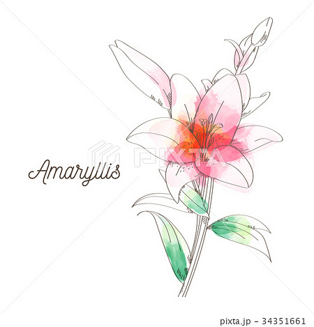 Amaryllis Flower Painting On White Backgroundのイラスト素材