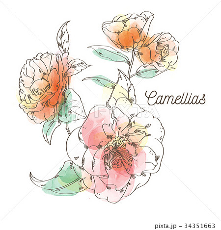 Camellias flower painting on white background 34351663