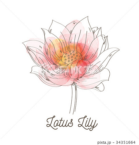 Lotus Lily flower illustration on white background Lotus Lily flower illustration on white background 34351664