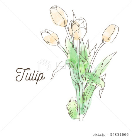 Beautiful tulip illustration on white background Beautiful tulip illustration on white background 34351666