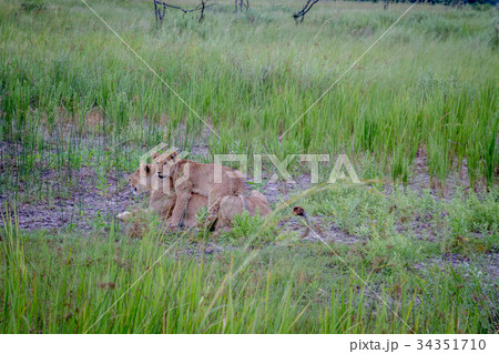 Lion cub playing with his mom. Lion cub playing with his mom. 34351710