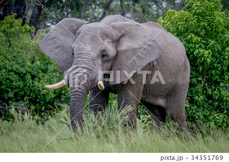 Big Elephant bull starring at the camera. 34351769