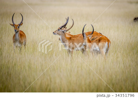 Group of Lechwes standing in the long grass. Group of Lechwes standing in the long grass. 34351796