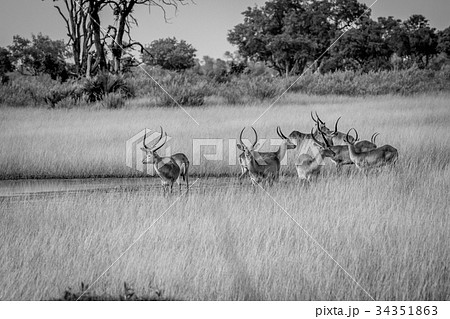 Group of Lechwes standing in the long grass. Group of Lechwes standing in the long grass. 34351863