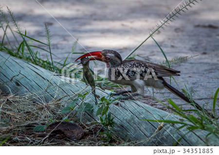 Red-billed hornbill eating a frog. 34351885