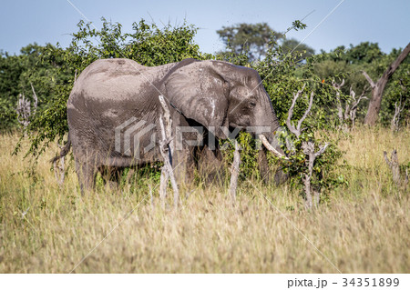 Elephant standing in the grass. 34351899