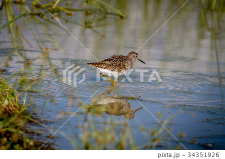 Wood sandpiper walking in the water. 34351926