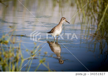Wood sandpiper walking in the water. 34351927