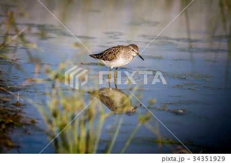 Wood sandpiper walking in the water. 34351929