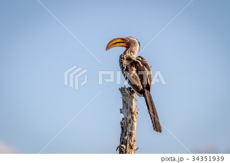 Yellow-billed hornbill sitting on a stump. 34351939
