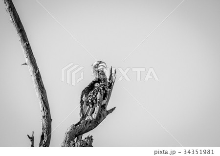 Yellow-billed hornbill sitting on a branch. 34351981